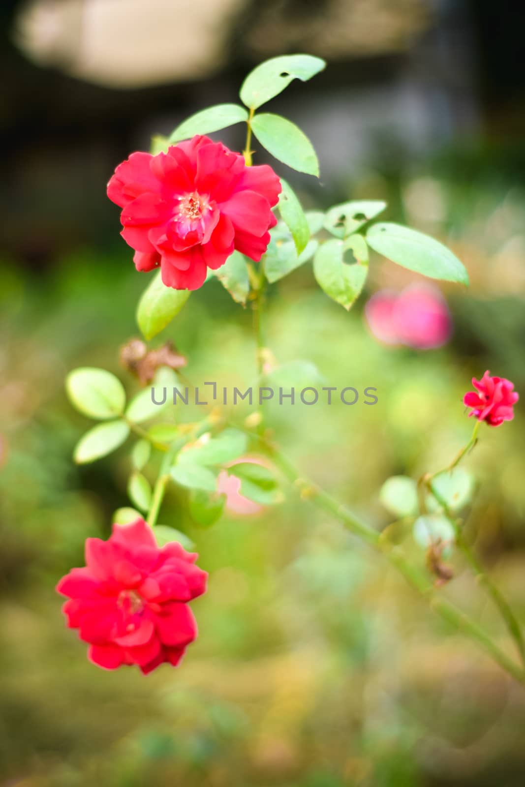 Close up beautiful many red rose on green branch. Rose and bud on garden. Valentines background. Pink rose with fresh leaves branches. Spring summer wedding romantic elegant date marriage symbol. by sudiptabhowmick