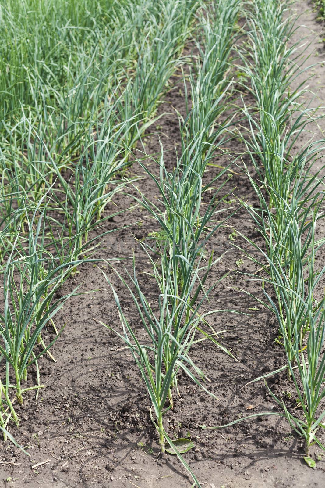 Green onion filed with rows of plants