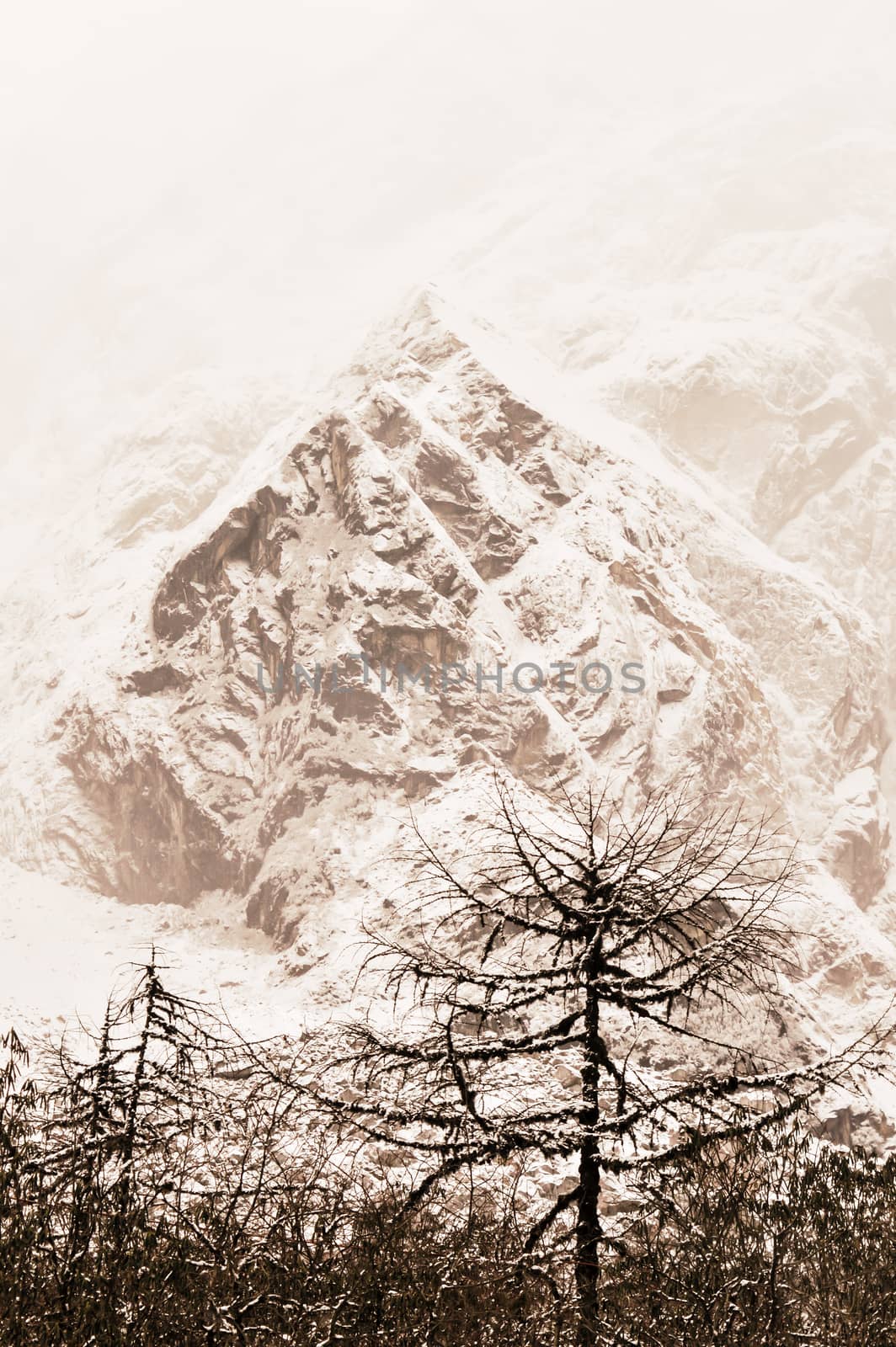 Majestic white spruces glowing by sunlight. Trees covered with white fluffy snow frosty on a beautiful day, among high mountains. Rural landscape early in morning on very cold winter day. by sudiptabhowmick