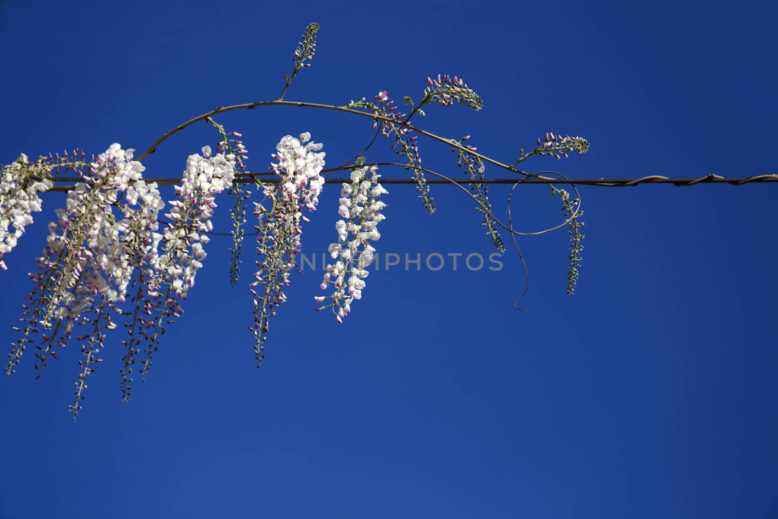 Wisteria Vine in bloom with bright white flowers. by Anelik