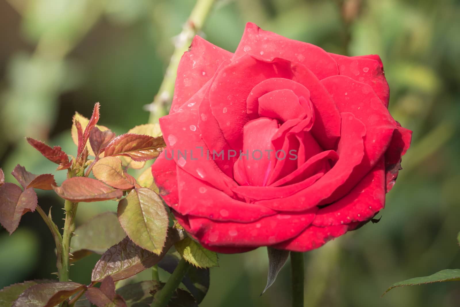 Roses in the garden, Roses are beautiful with a beautiful sunny day.