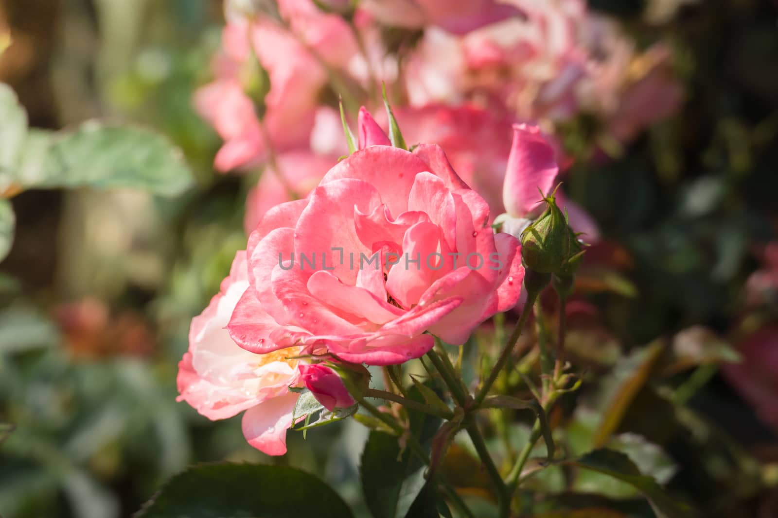 Roses in the garden, Roses are beautiful with a beautiful sunny day.