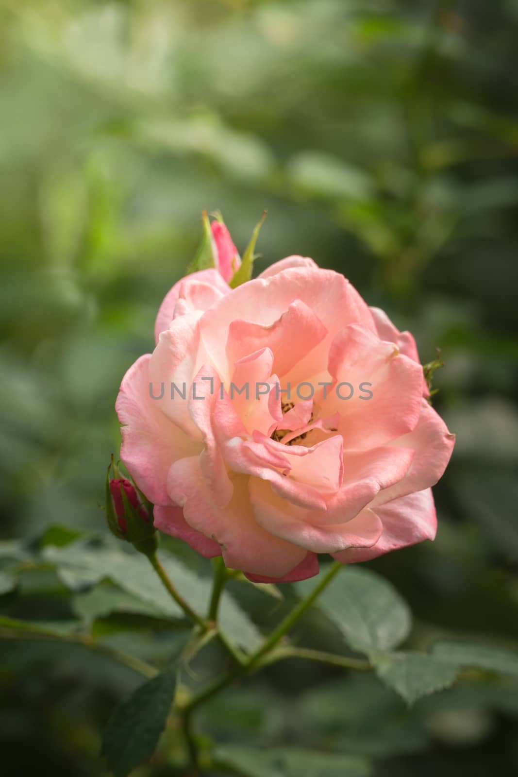 Roses in the garden, Roses are beautiful with a beautiful sunny day.