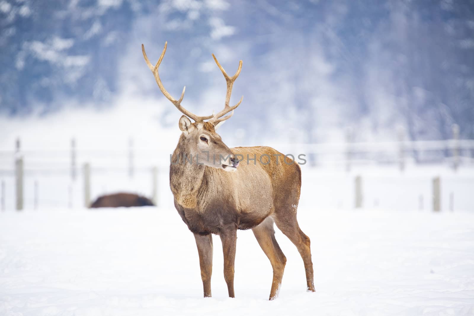 noble deer male in winter snow  by melis