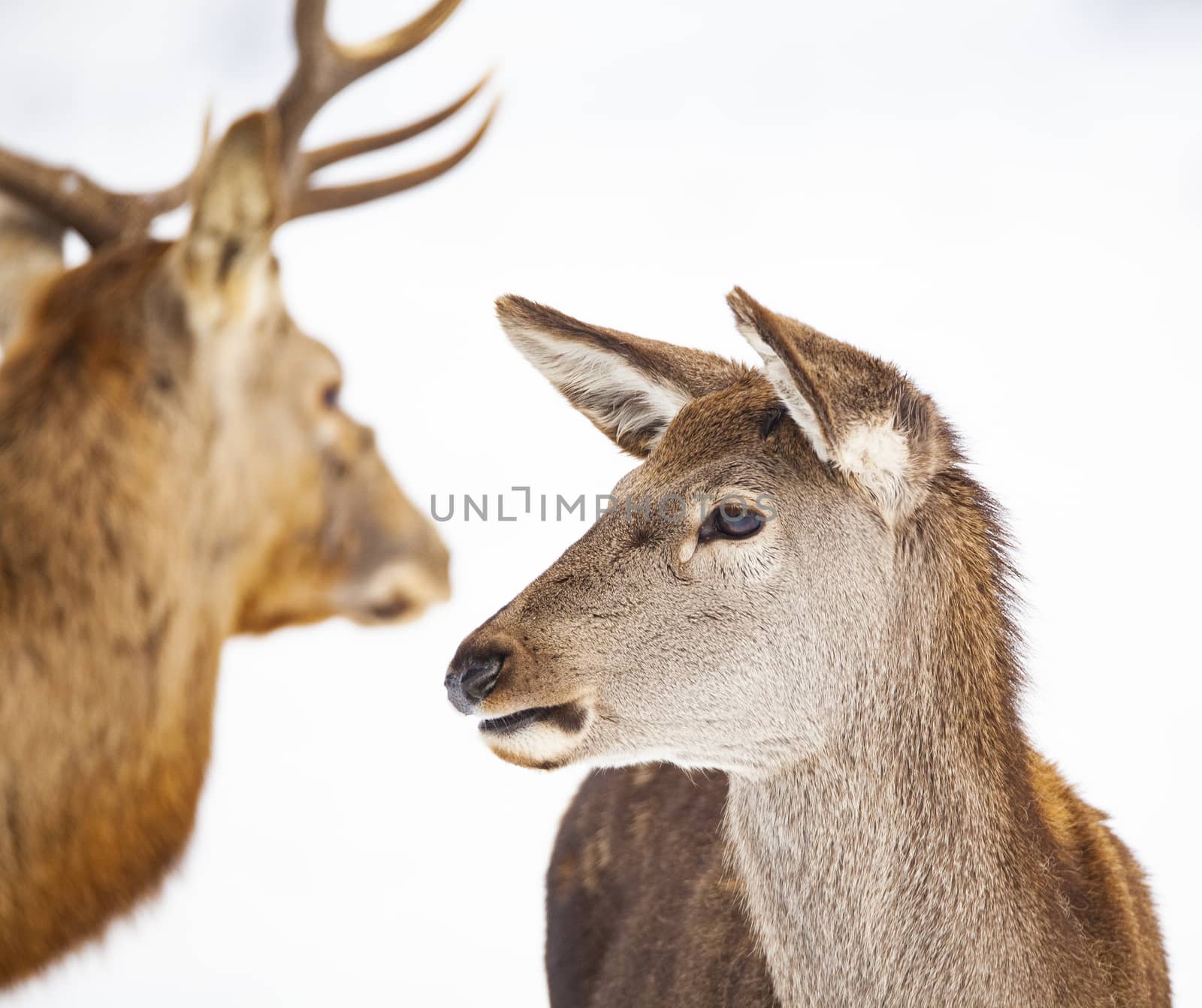 roe deer and noble deer stag in winter snow  by melis