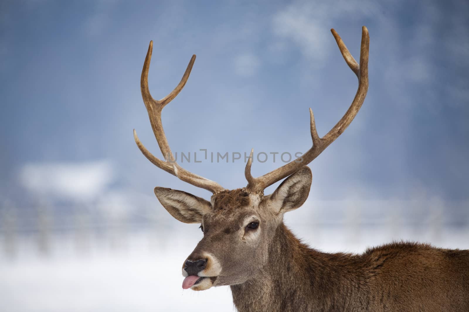 noble deer male in winter snow 