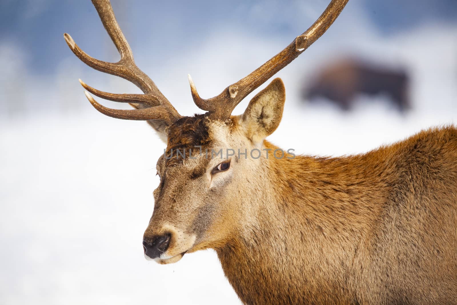 noble deer male in winter snow 