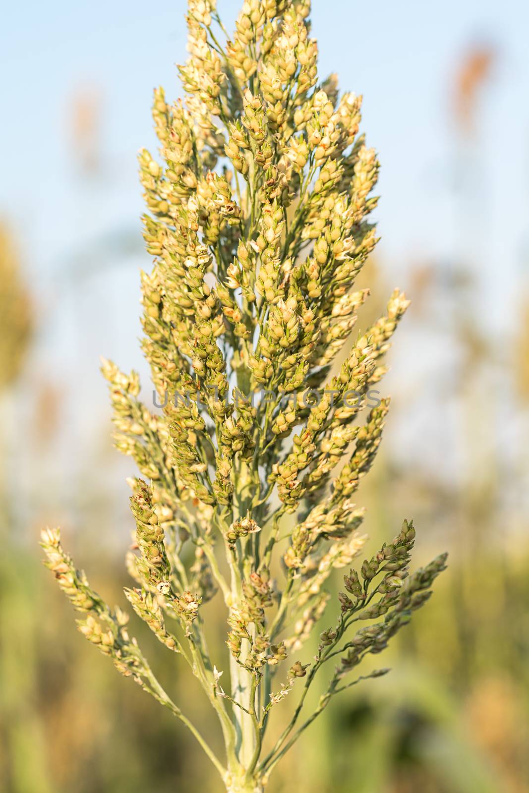 Close up Millet or Sorghum in field  by stoonn