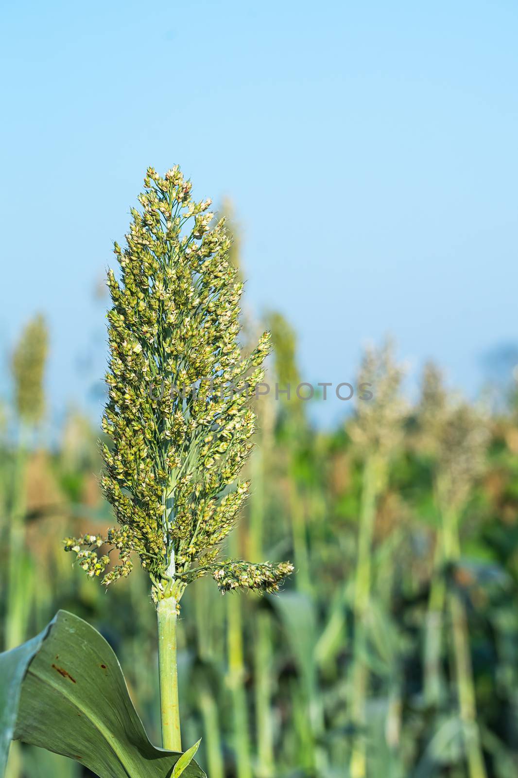 Close up Sorghum or Millet an important cereal crop in field agent blue sky