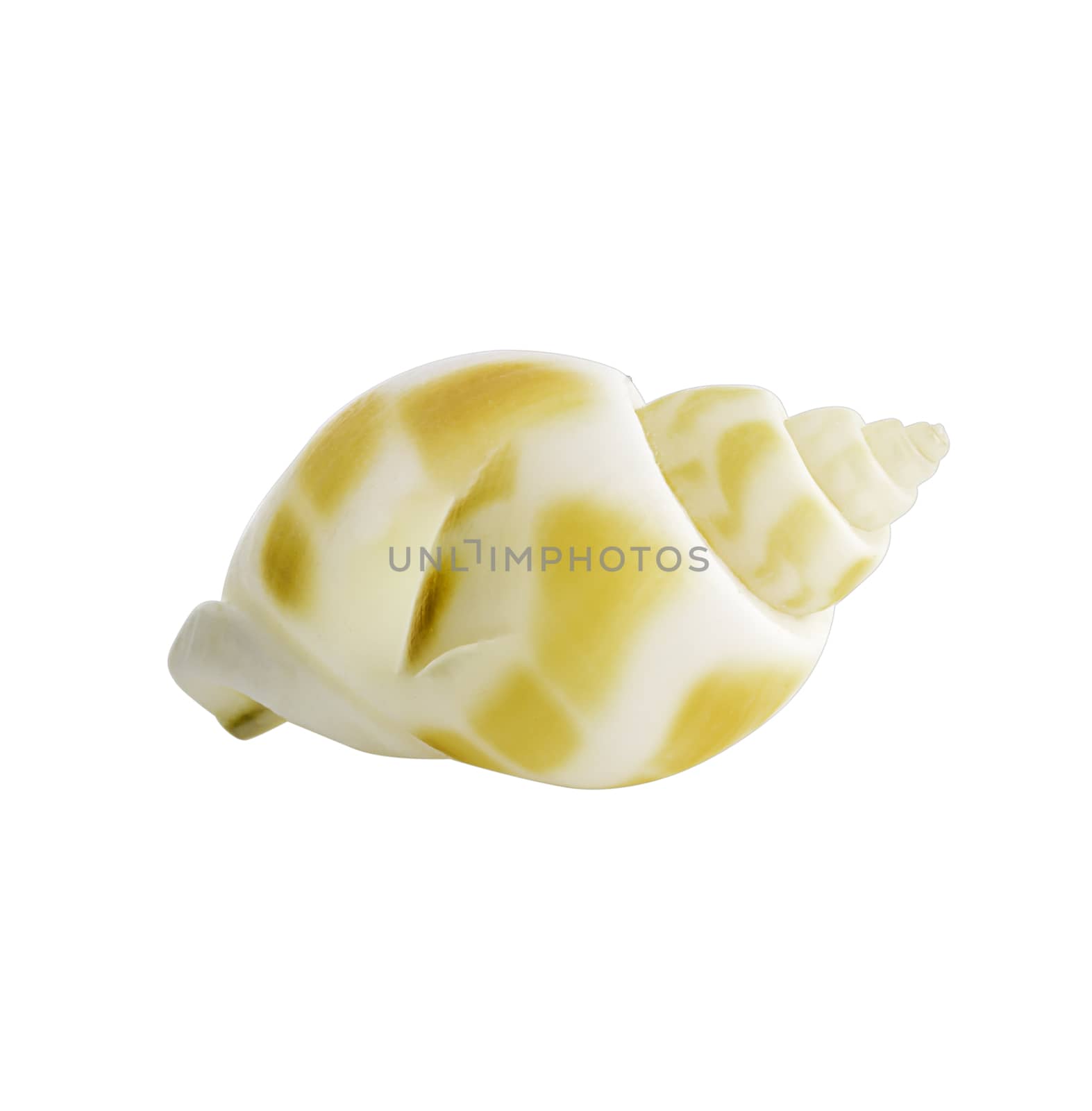 Close-up Marine sea shell isolated on white background, clipping path included