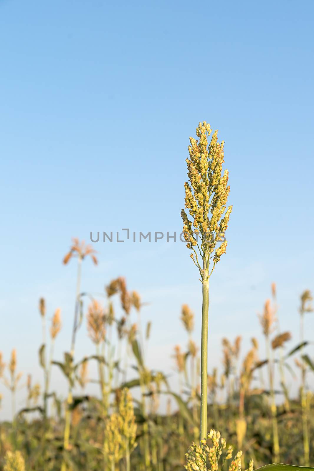 Close up field of Sorghum or Millet an important cereal crop