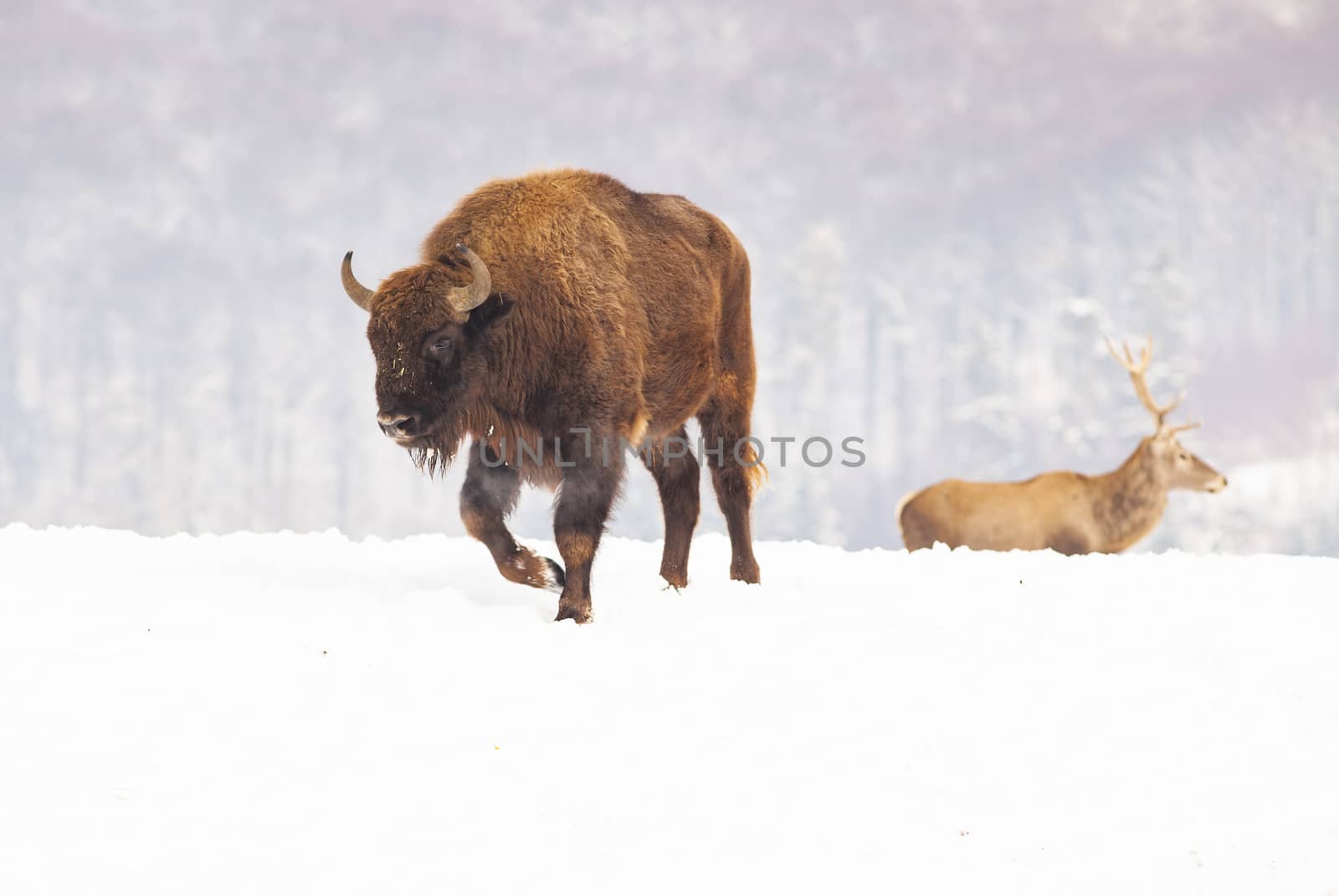 european bison (Bison bonasus) in natural habitat in winter by melis