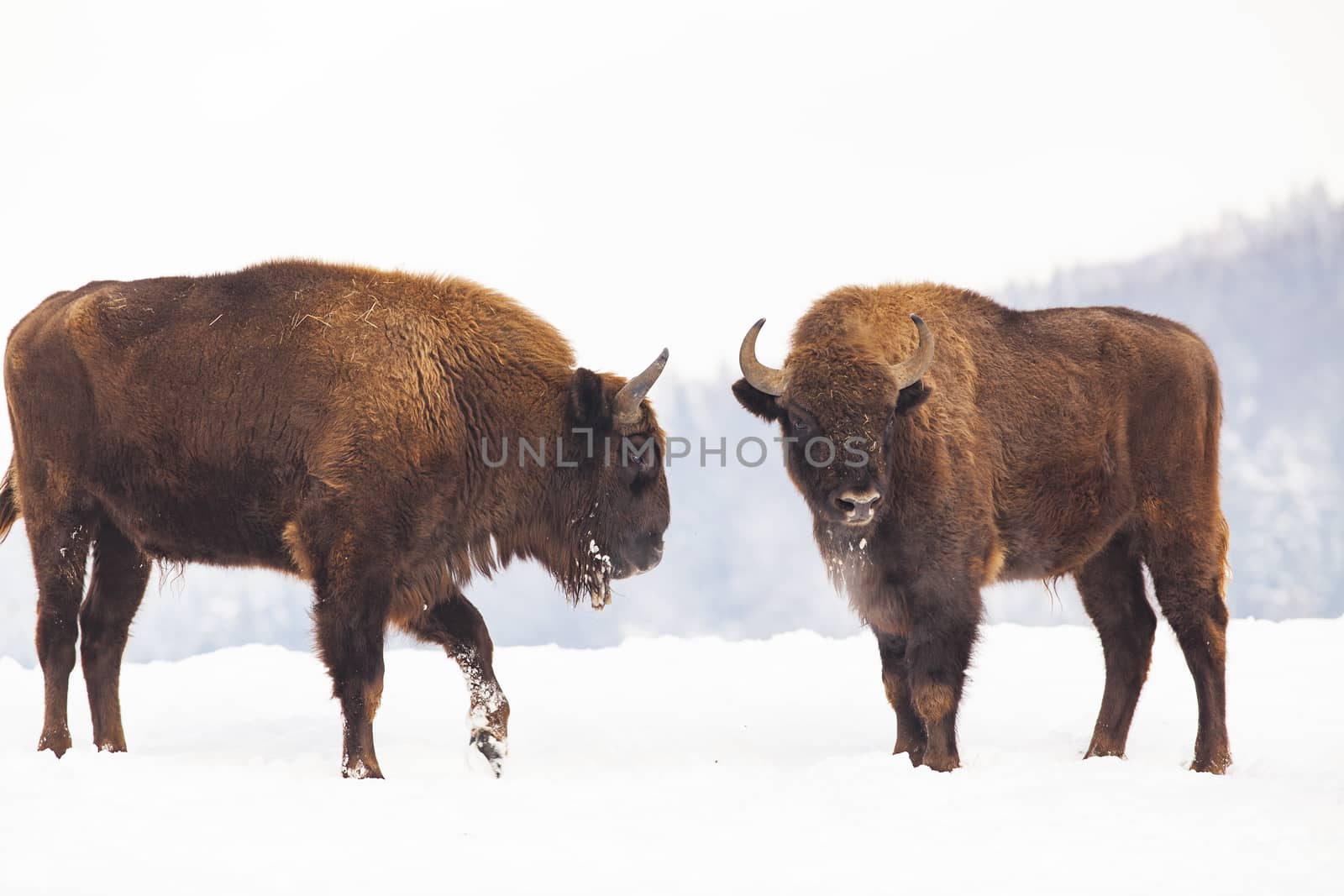 european bison (Bison bonasus) in natural habitat in winter by melis