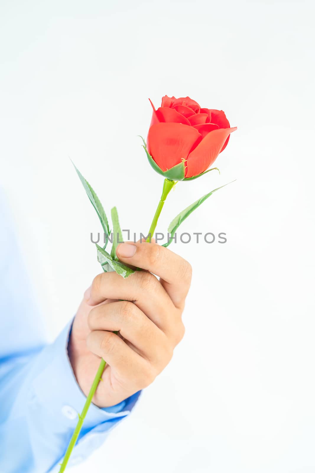 Close up photo of Man holding red roses in hand on white background