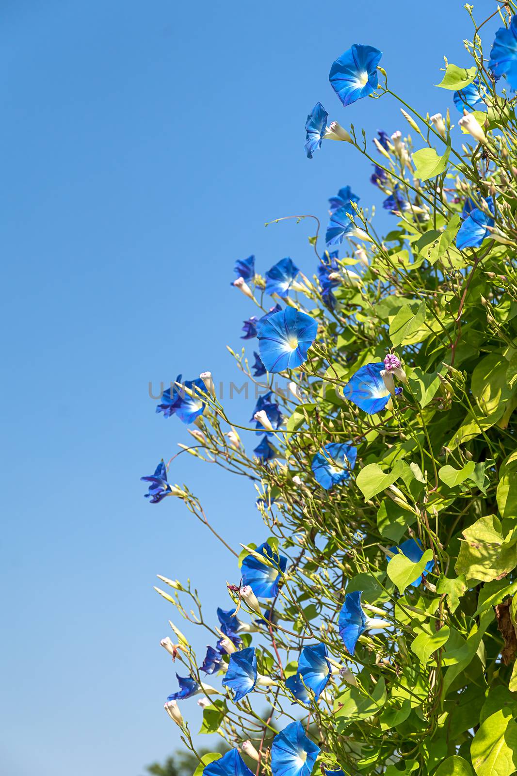 Morning glory or Ipomoea is flowering plants in the family Convolvulaceae agent blue sky