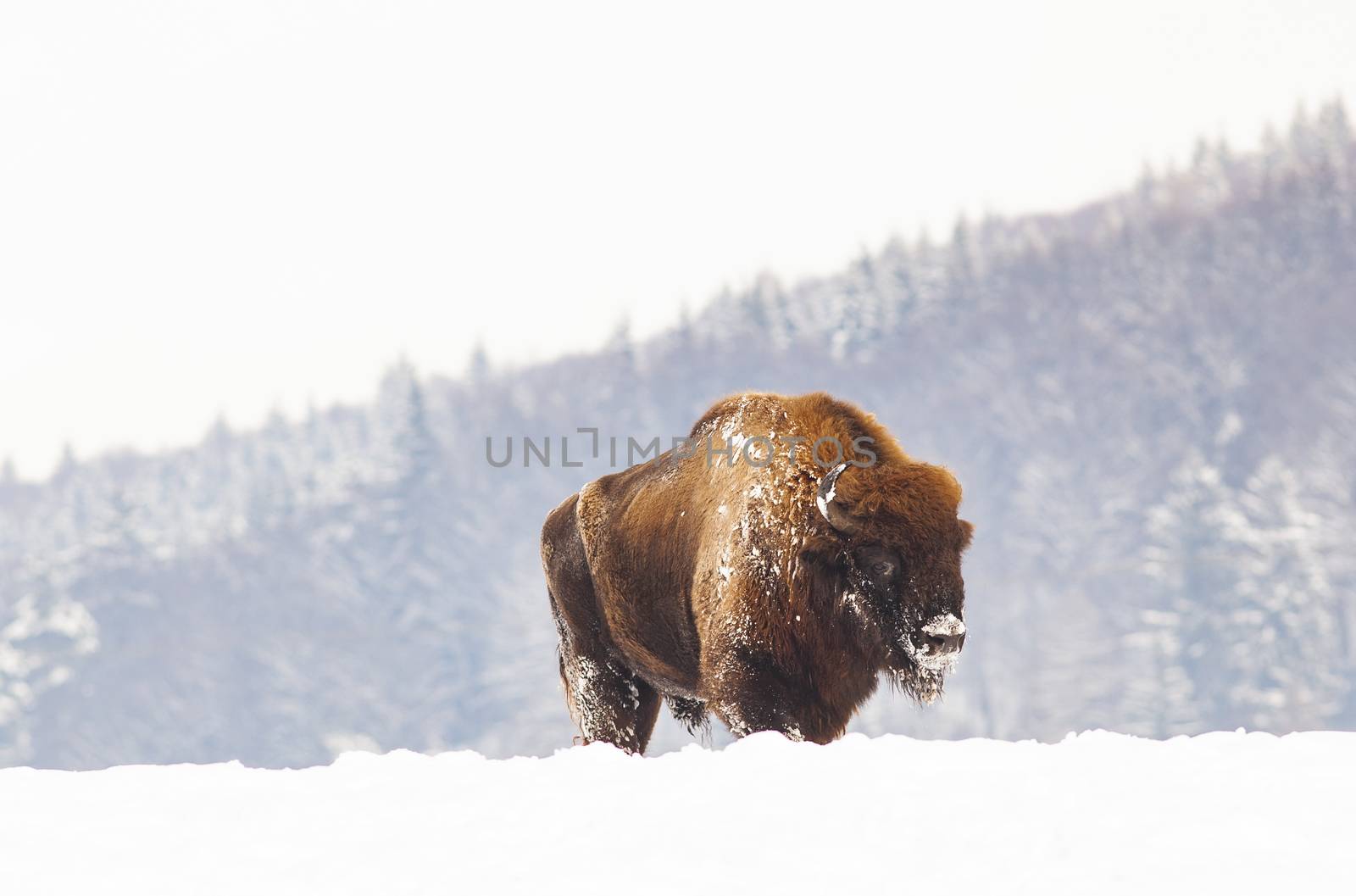 european bison (Bison bonasus) in natural habitat in winter by melis