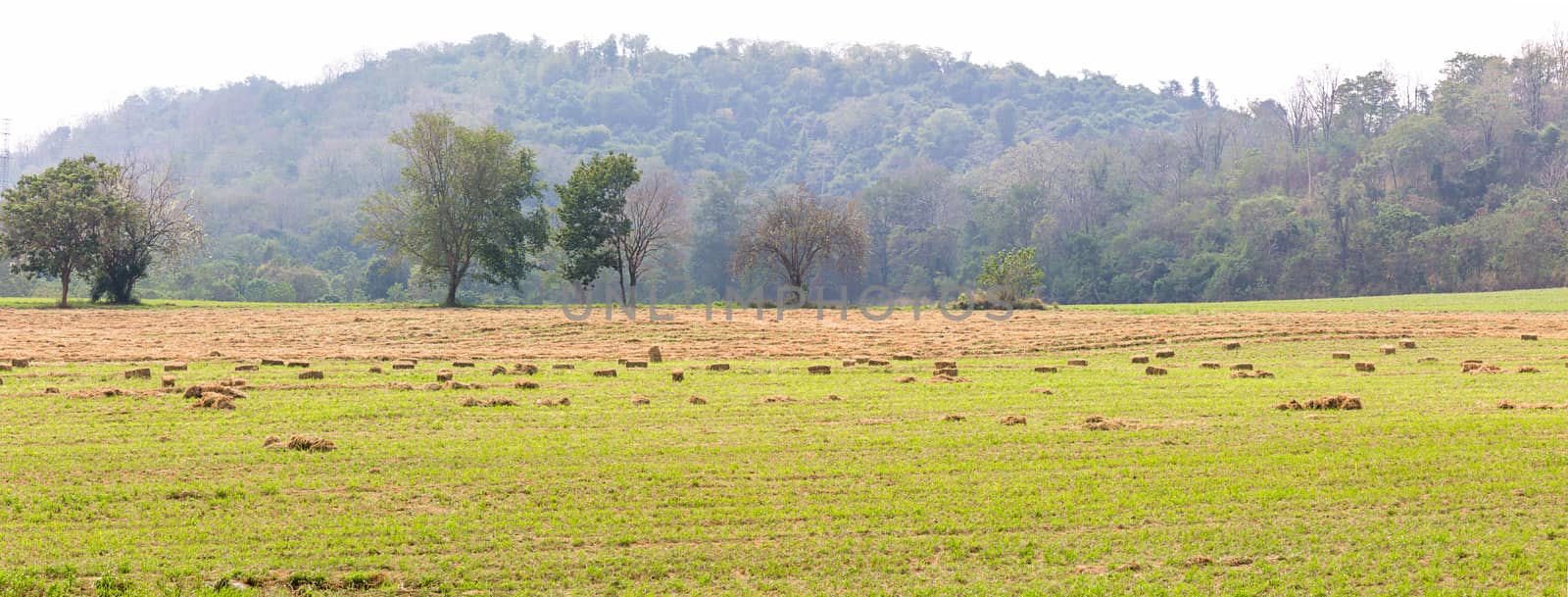 Panorama view of green fields in farmland by stoonn