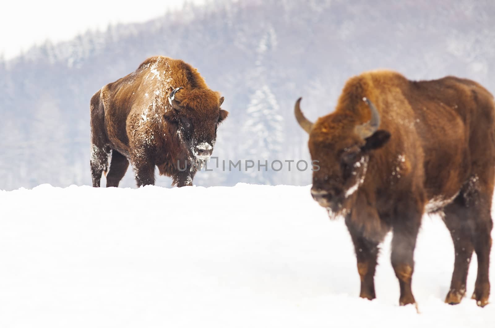 european bison (Bison bonasus) in natural habitat in winter