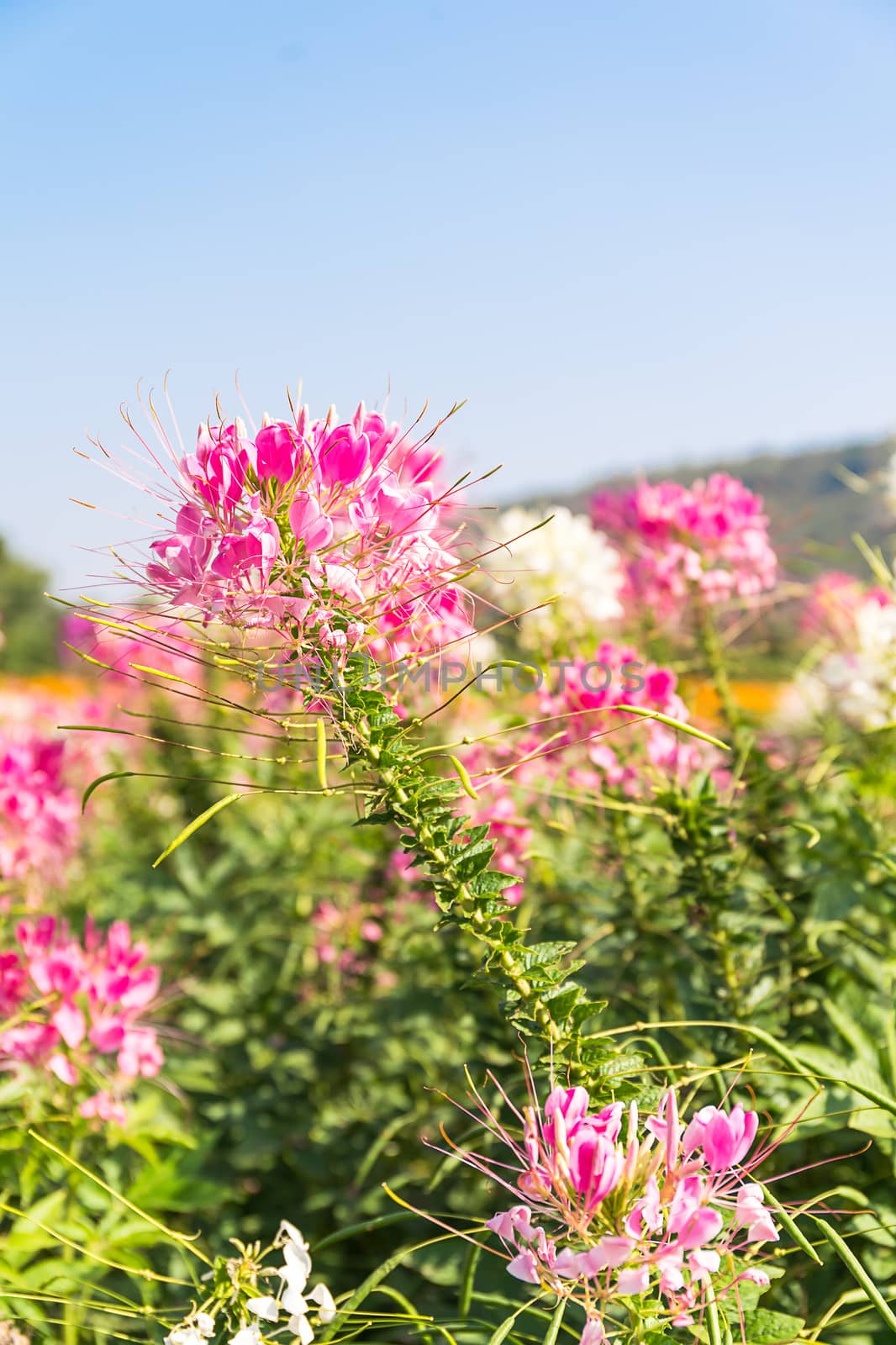 Pink and white spider flower agent blue sky by stoonn