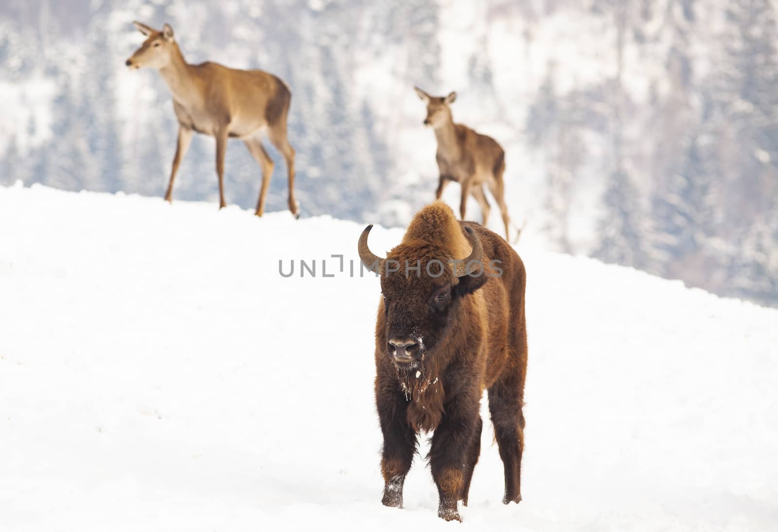 european bison and deer in winter by melis