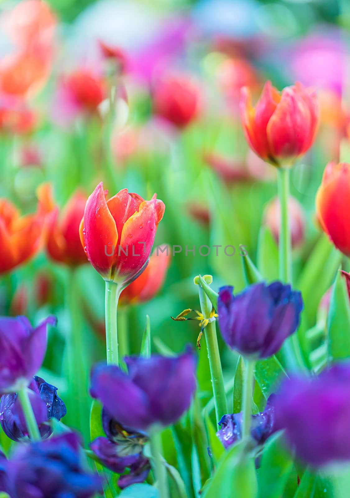 Red and purple tulips in the garden by stoonn