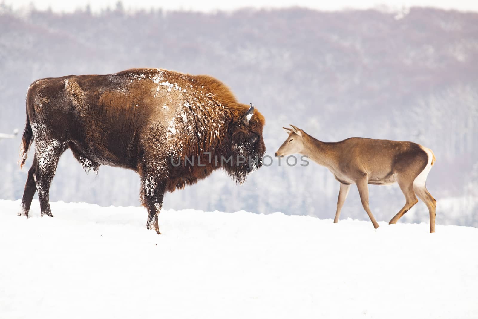 european bison and deer in winter