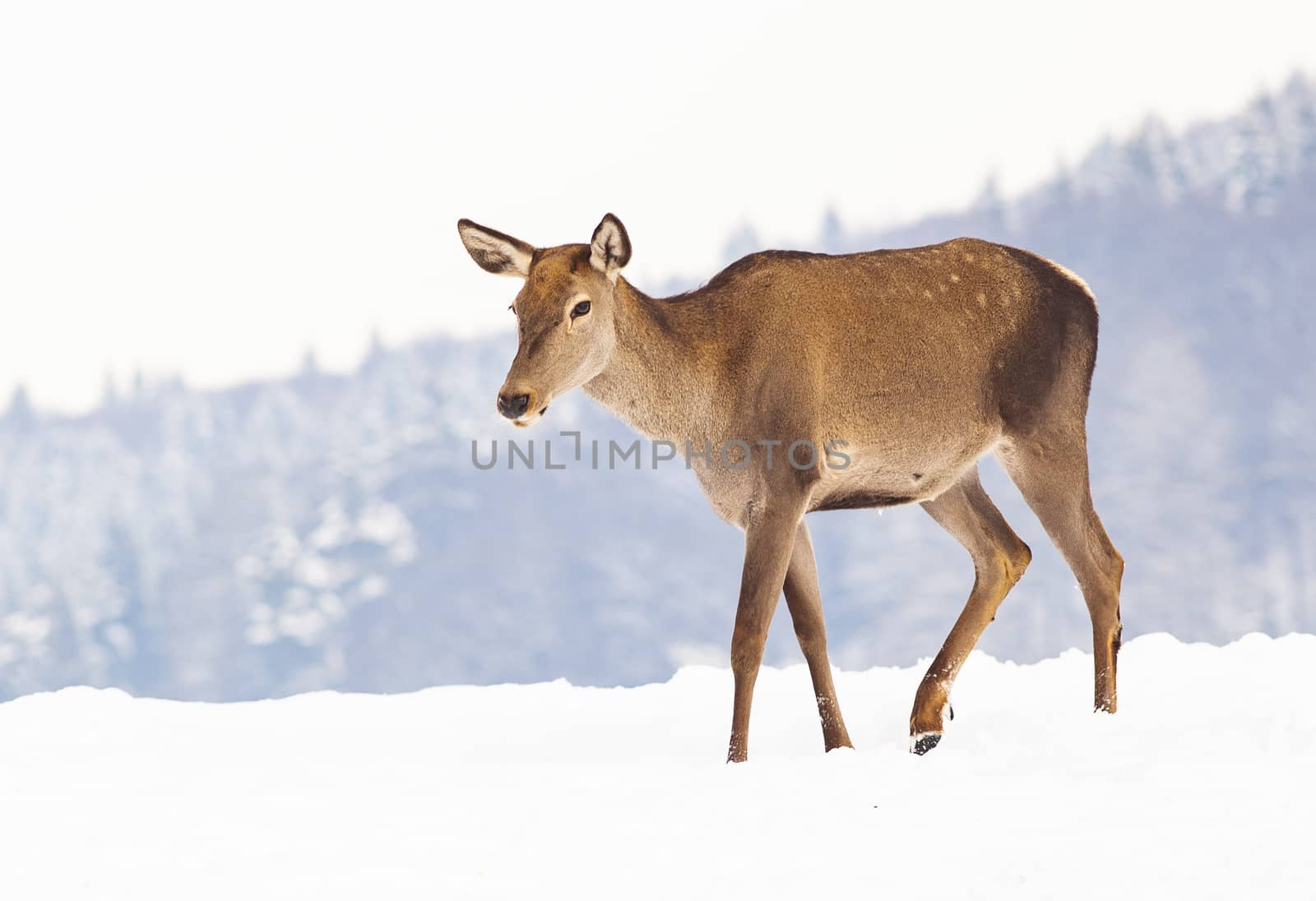 roe deer in winter snow 