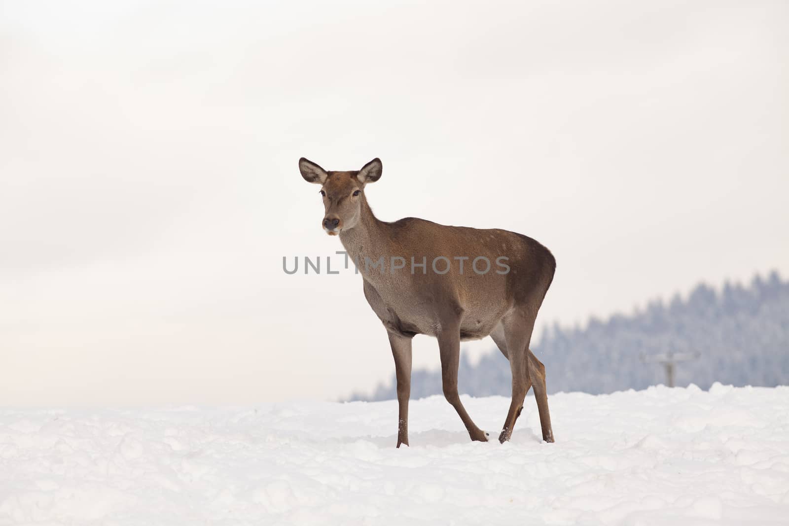 roe deer in winter snow 