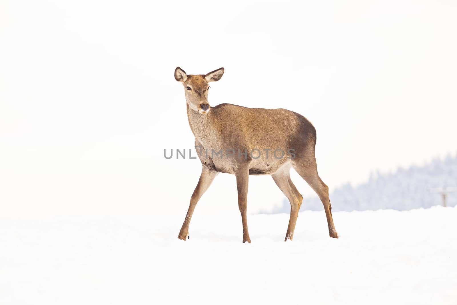 roe deer in winter snow 