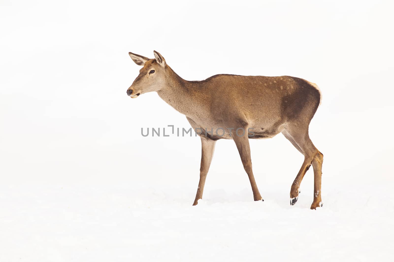 roe deer in winter snow  by melis