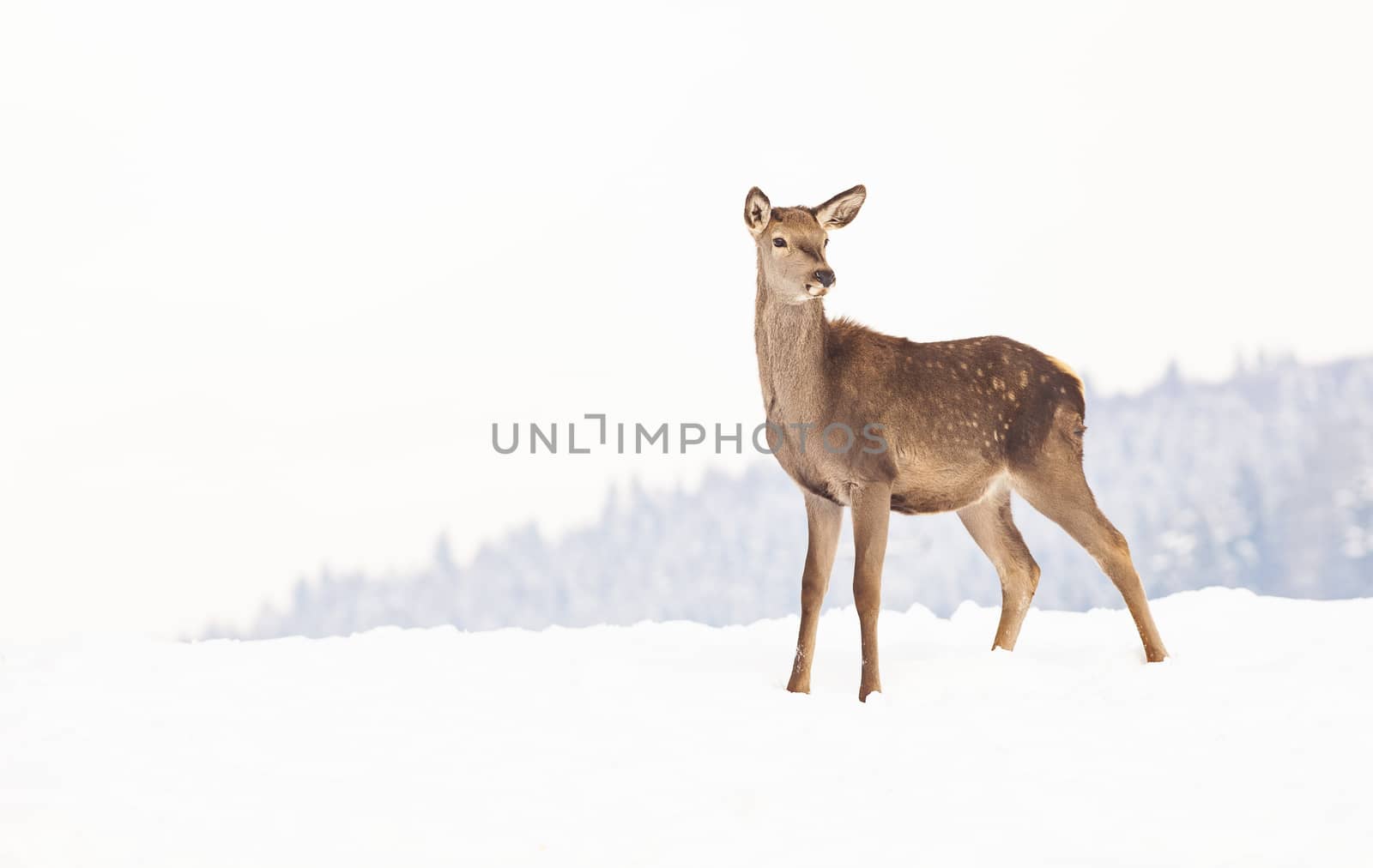 roe deer in winter snow 