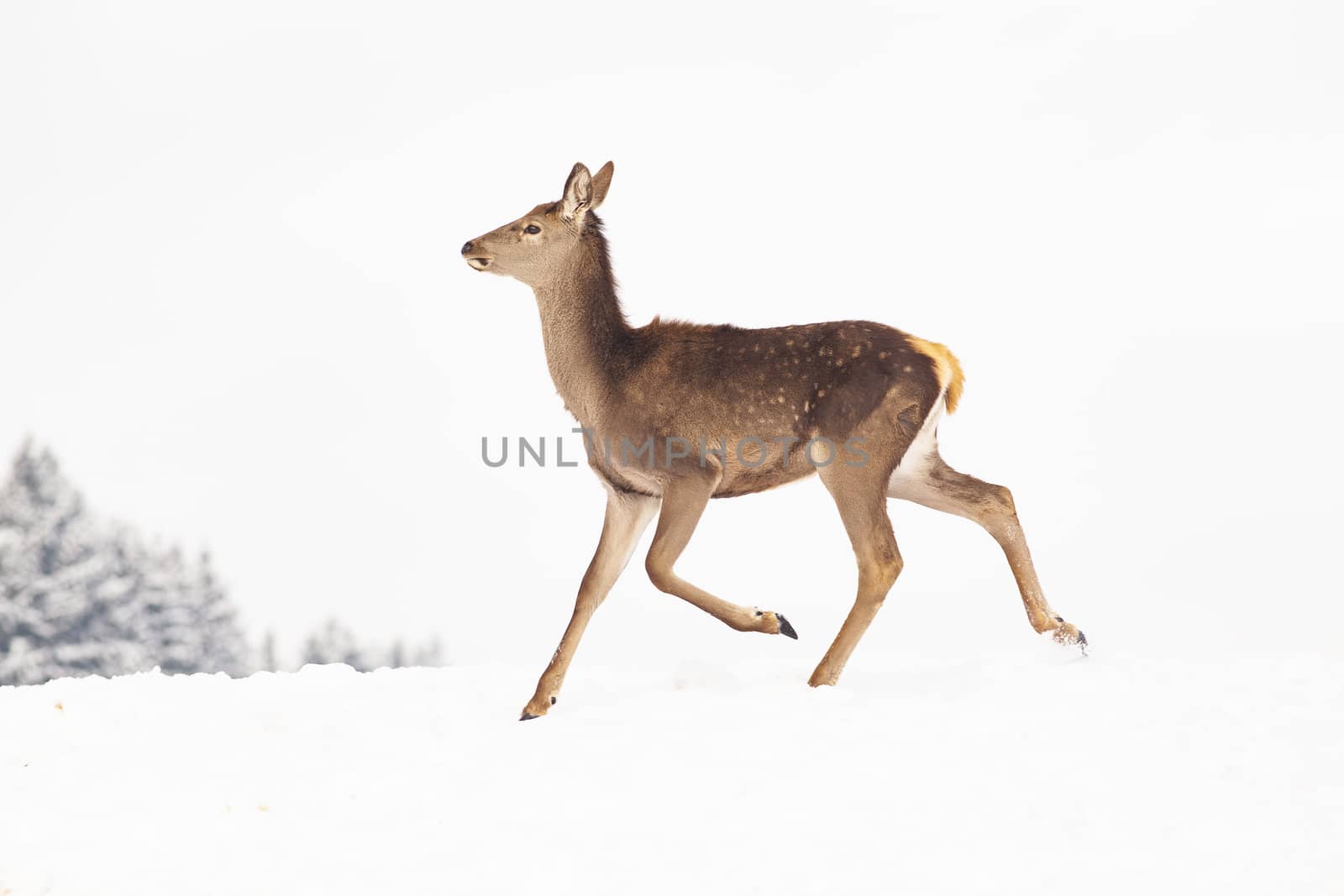 roe deer in winter snow 