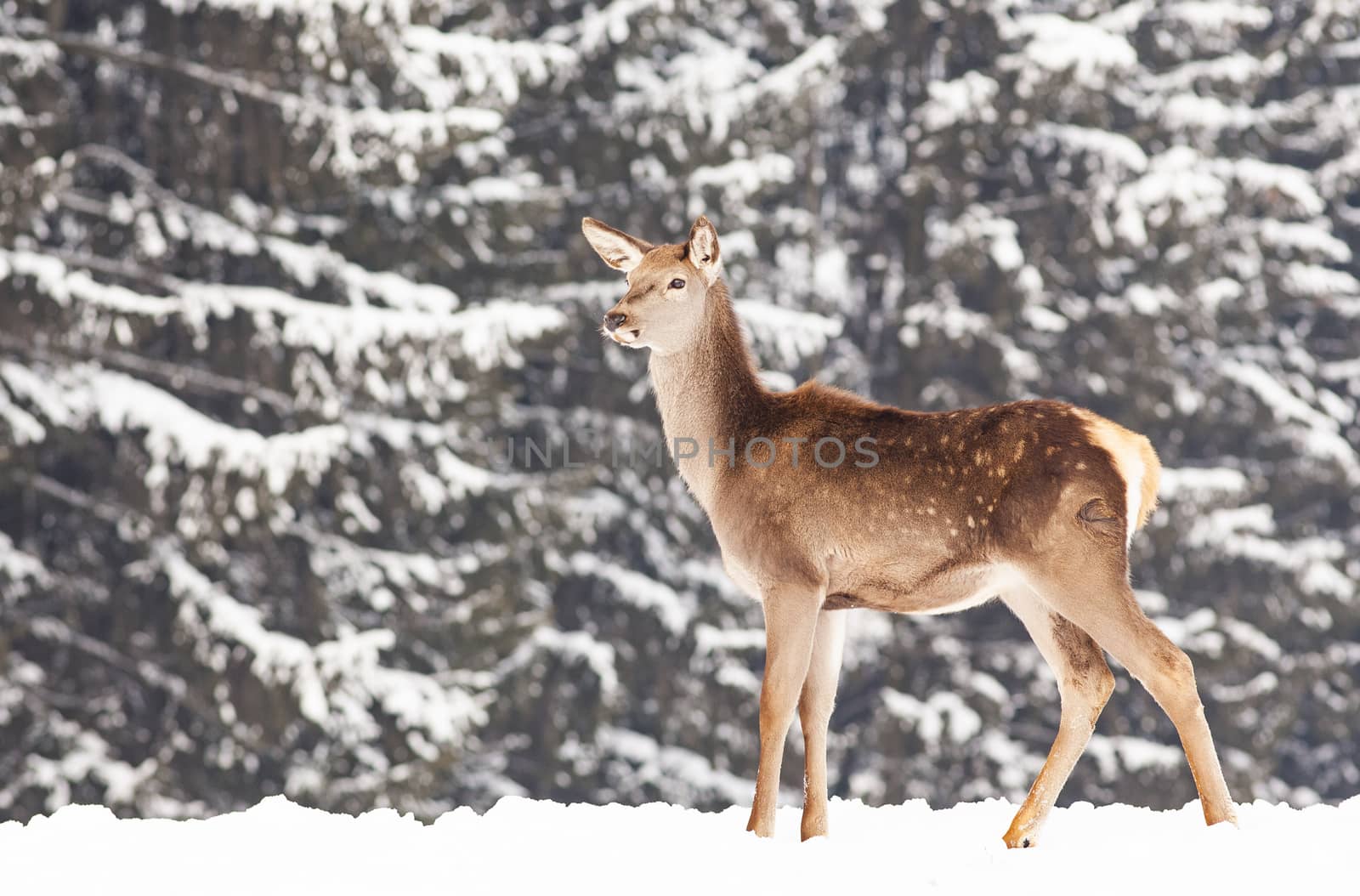 roe deer in winter snow  by melis