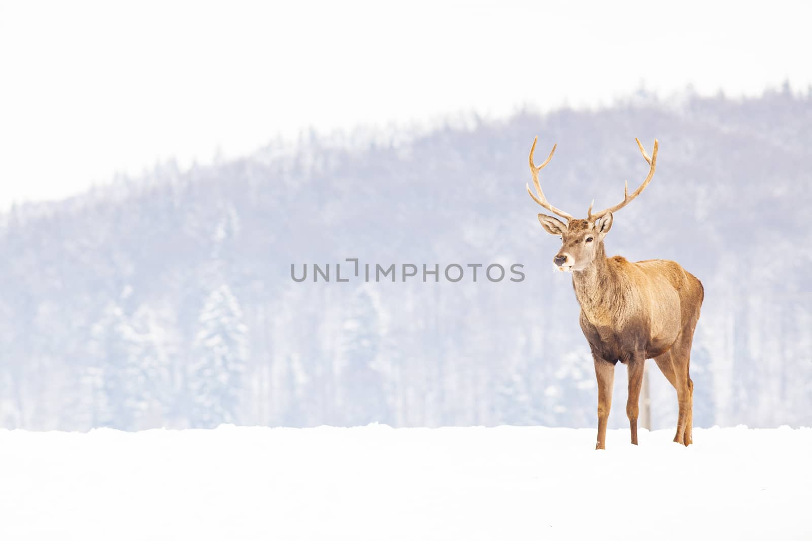 noble deer male in winter snow 