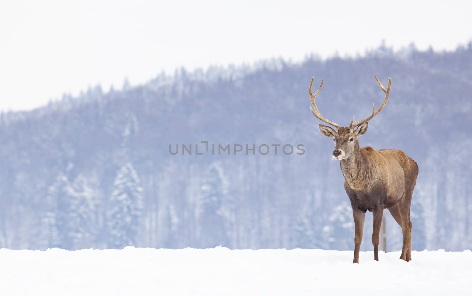 noble deer male in winter snow 