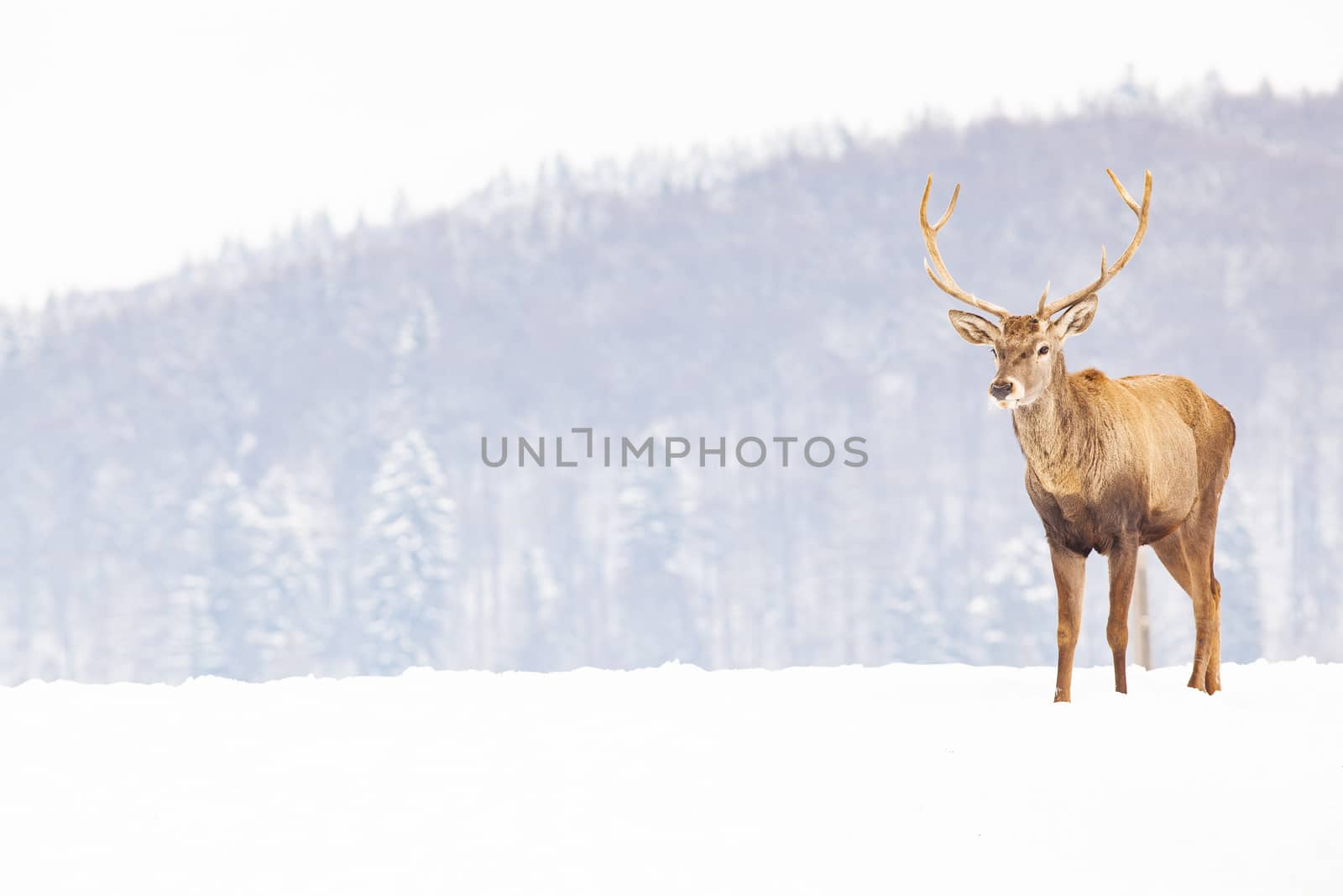 noble deer male in winter snow 