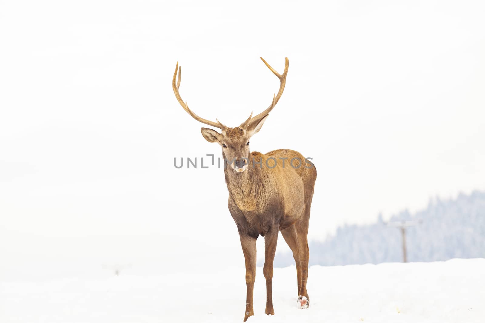 noble deer male in winter snow 