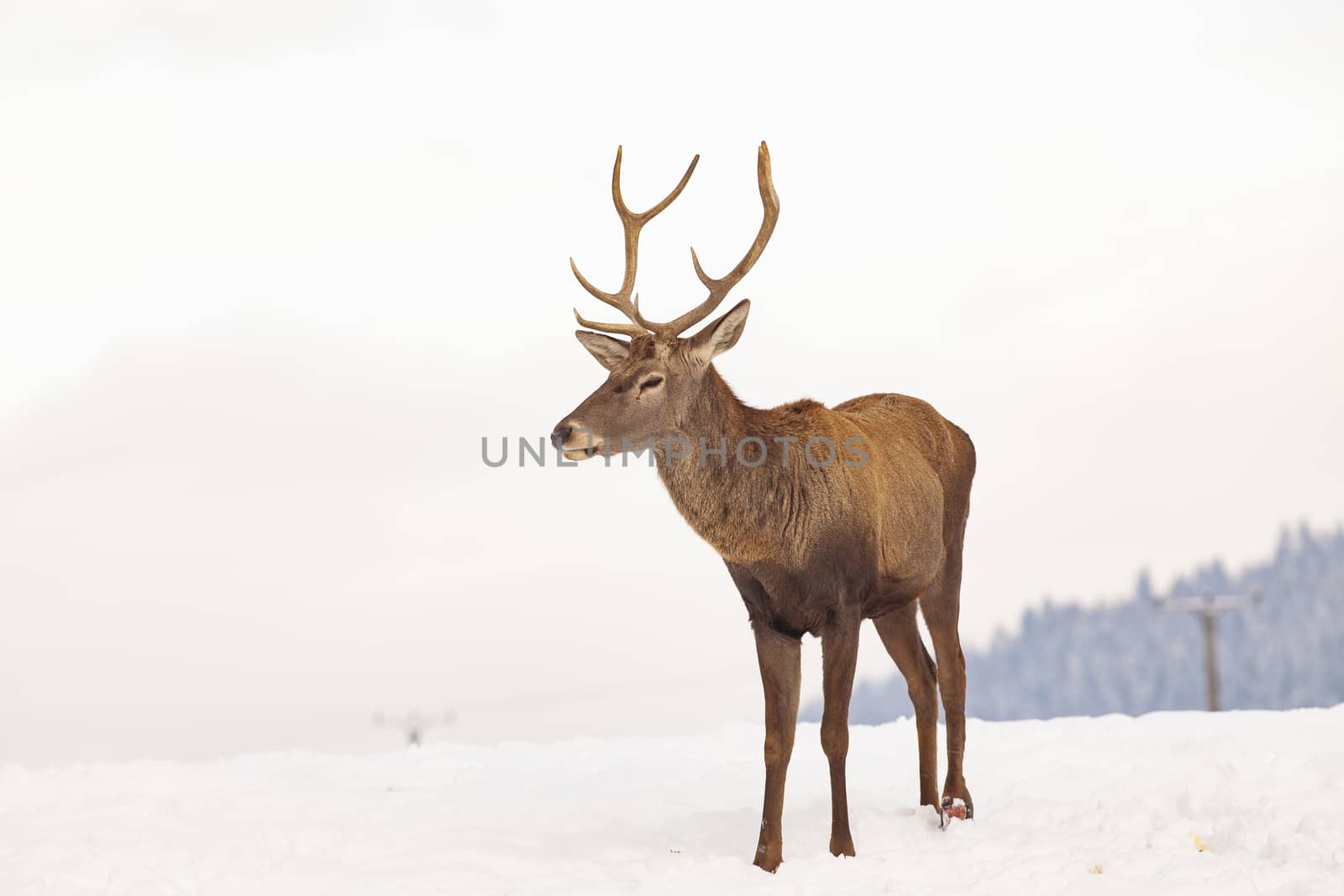 noble deer male in winter snow 