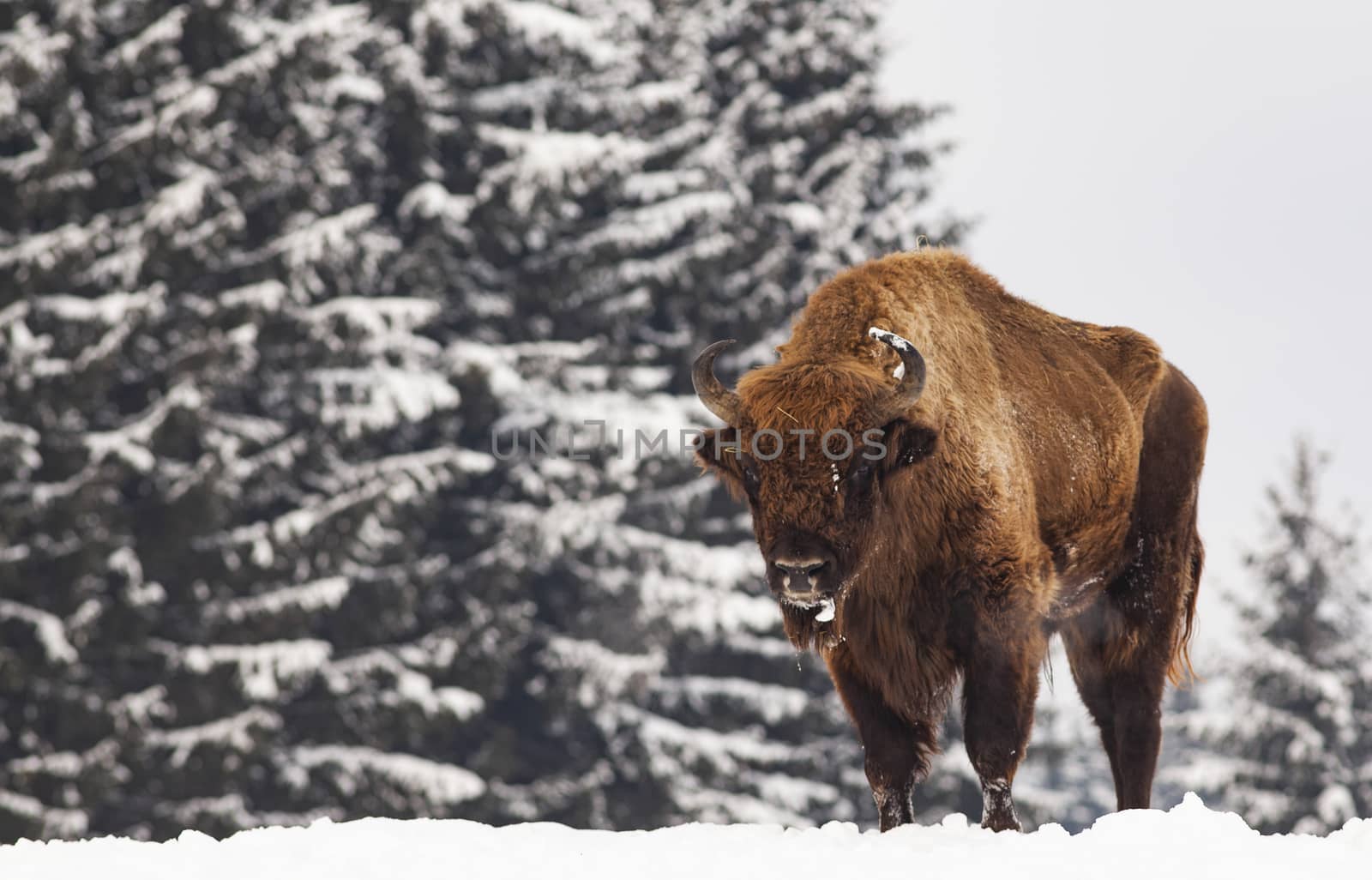 european bison (Bison bonasus) in natural habitat in winter