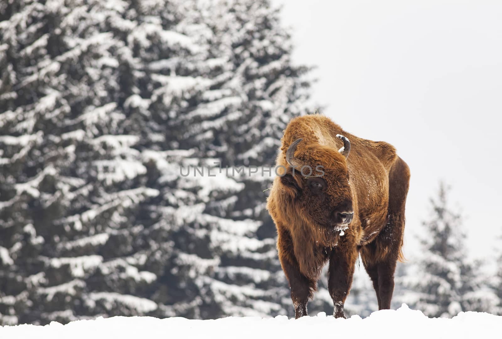 european bison (Bison bonasus) in natural habitat in winter