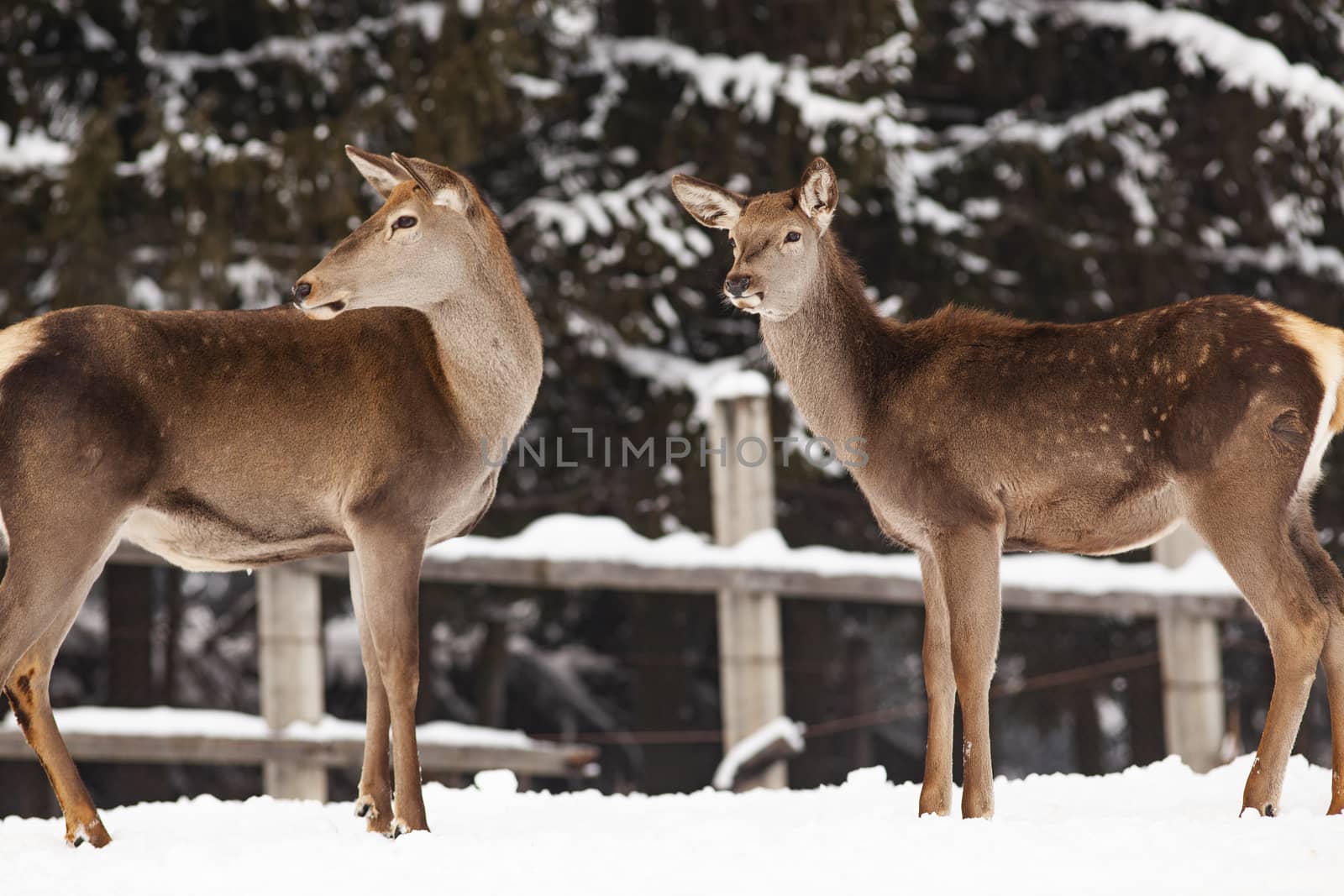 roe deer in winter snow 