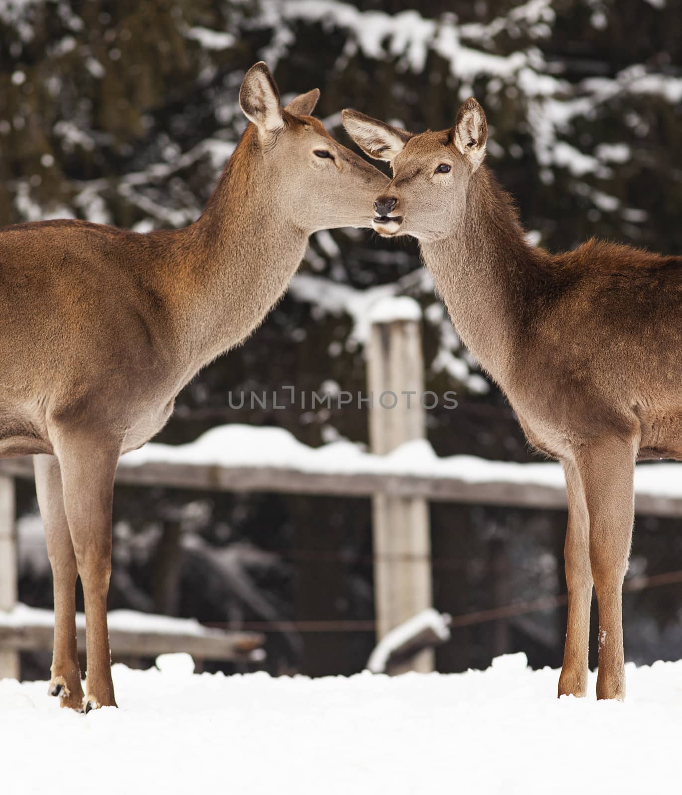 roe deer in winter snow  by melis