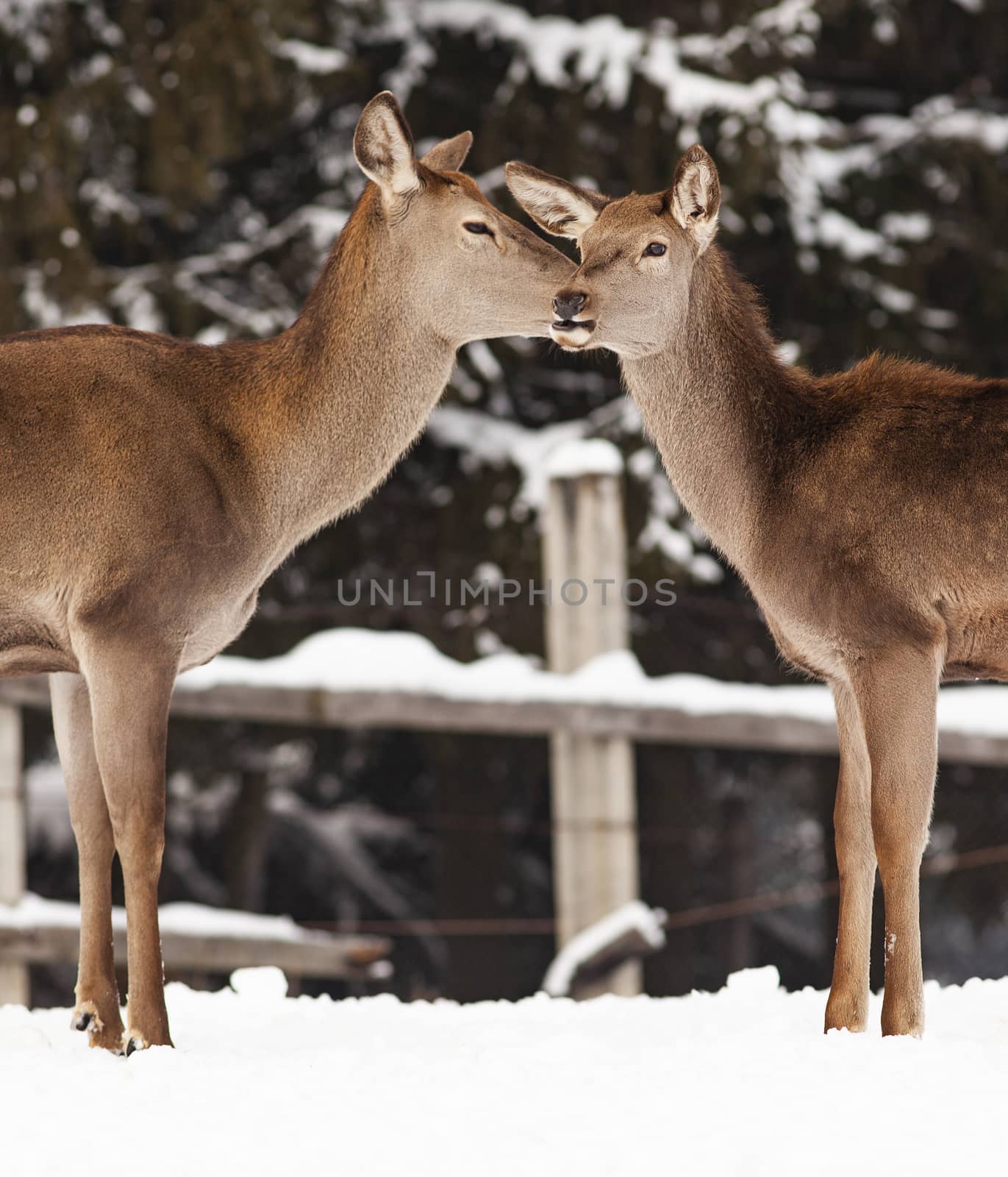 roe deer in winter snow 