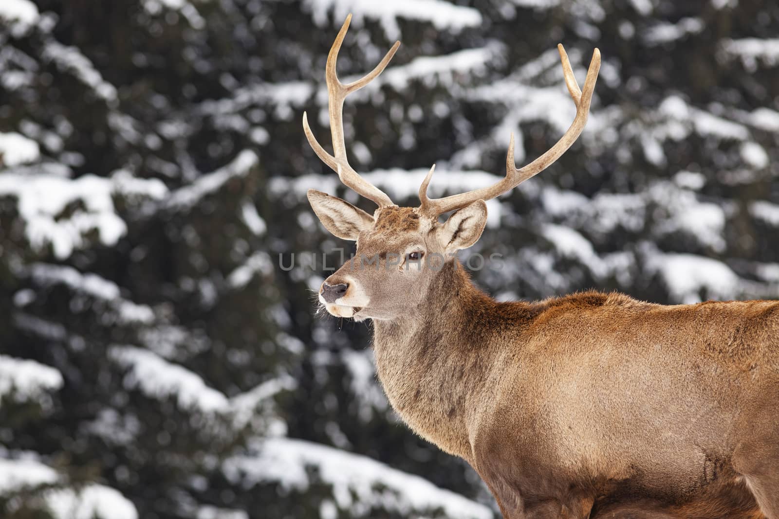 noble deer male in winter snow 