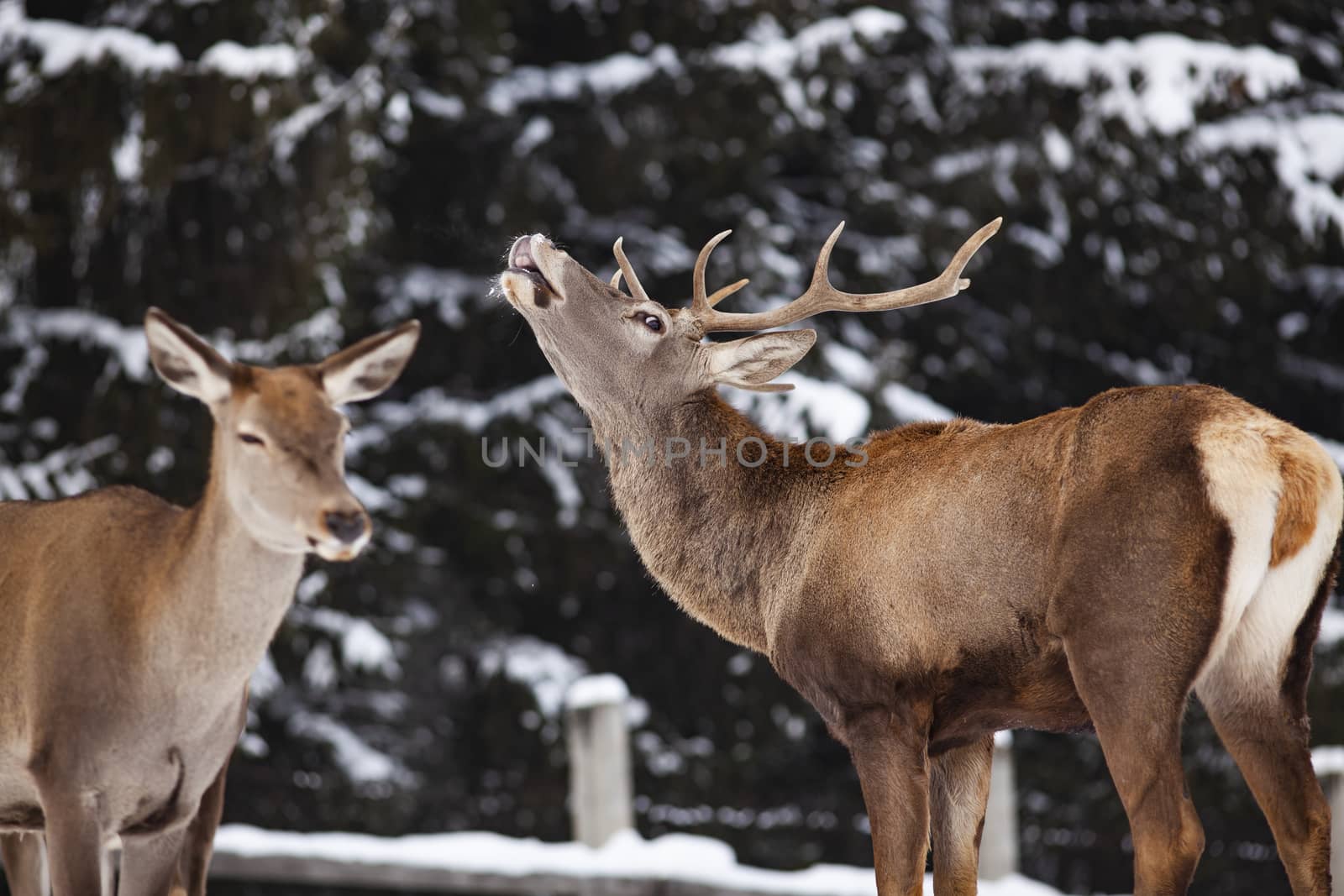 roe deer and noble deer stag in winter snow  by melis