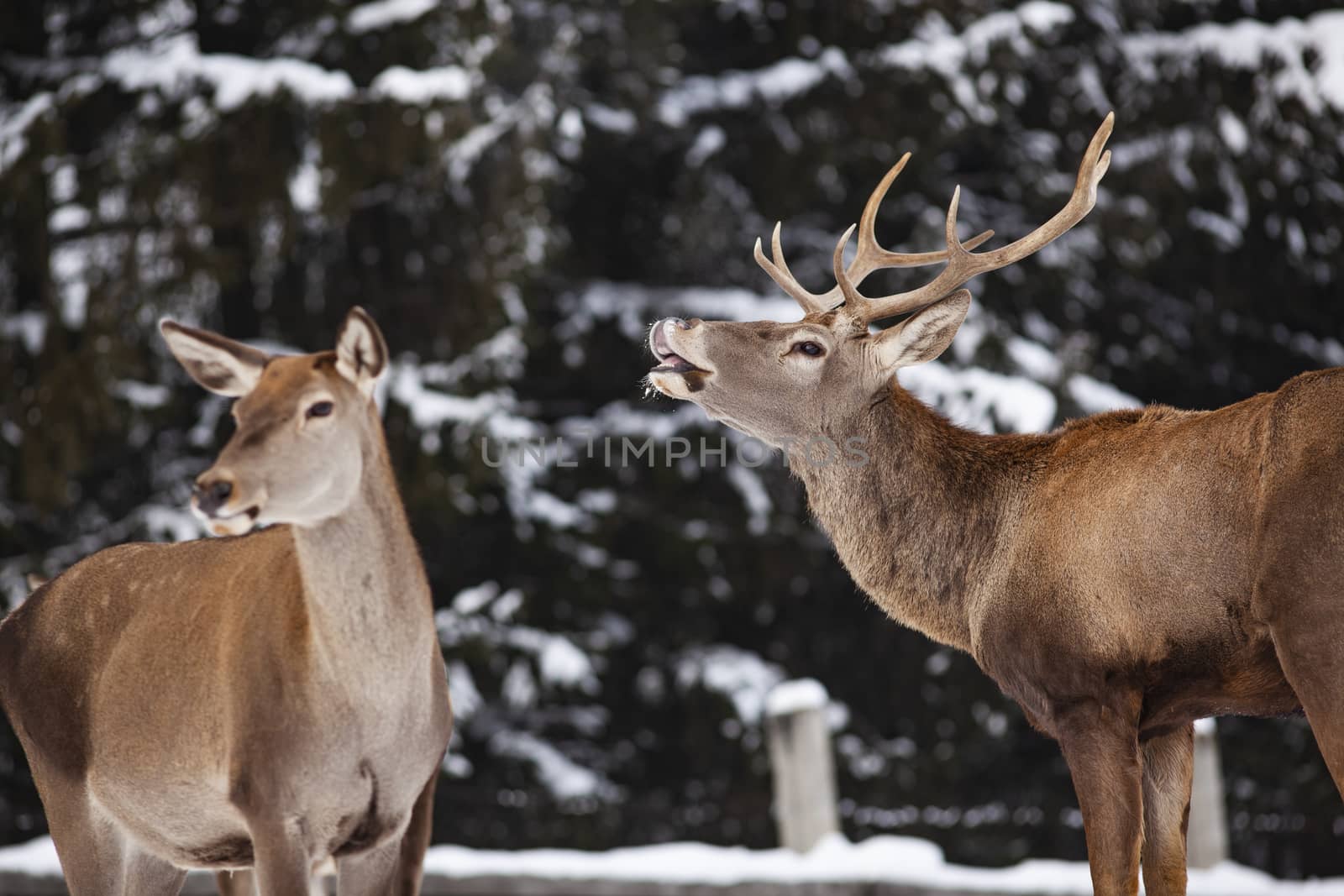 roe deer and noble deer stag in winter snow 