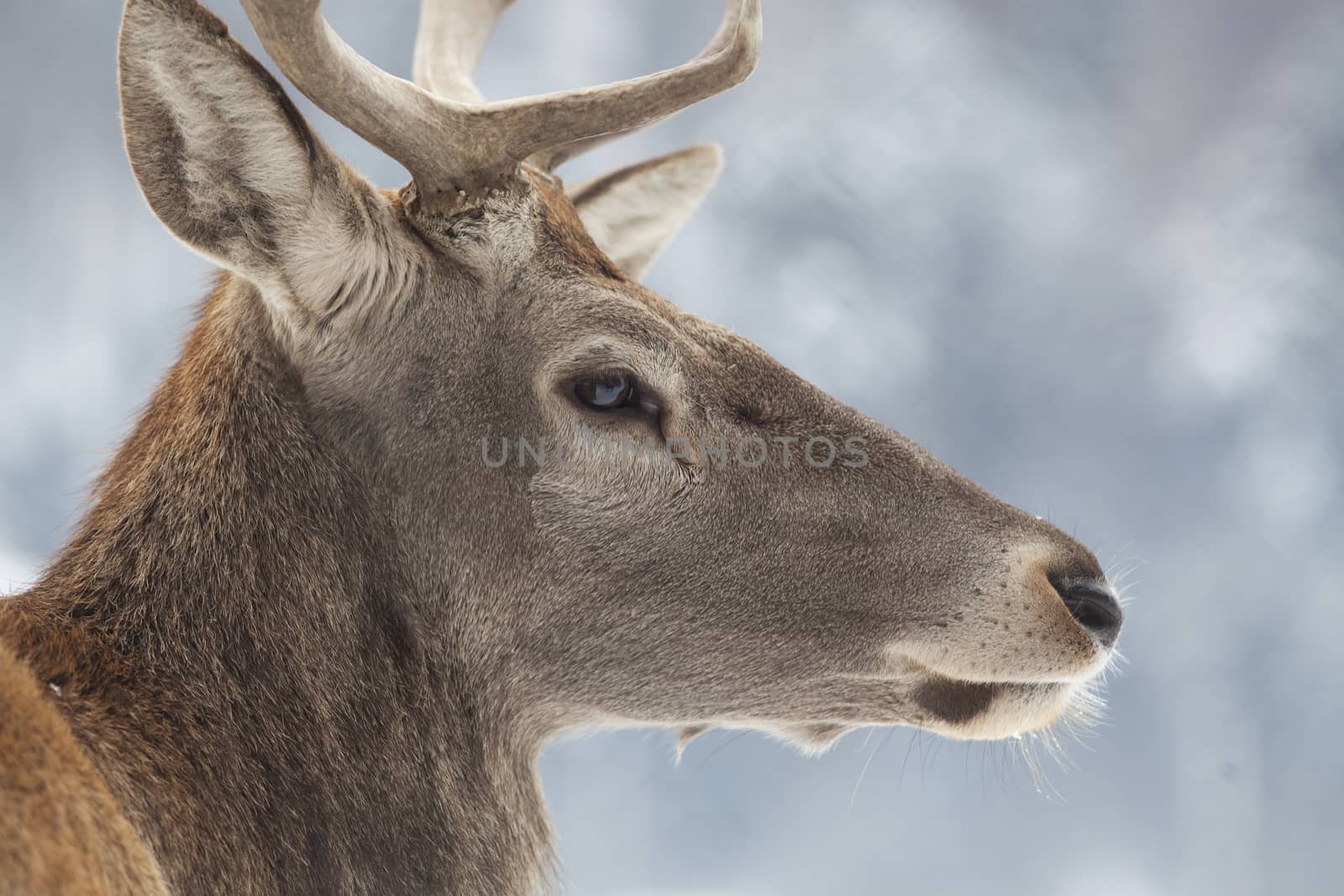 noble deer male in winter snow 