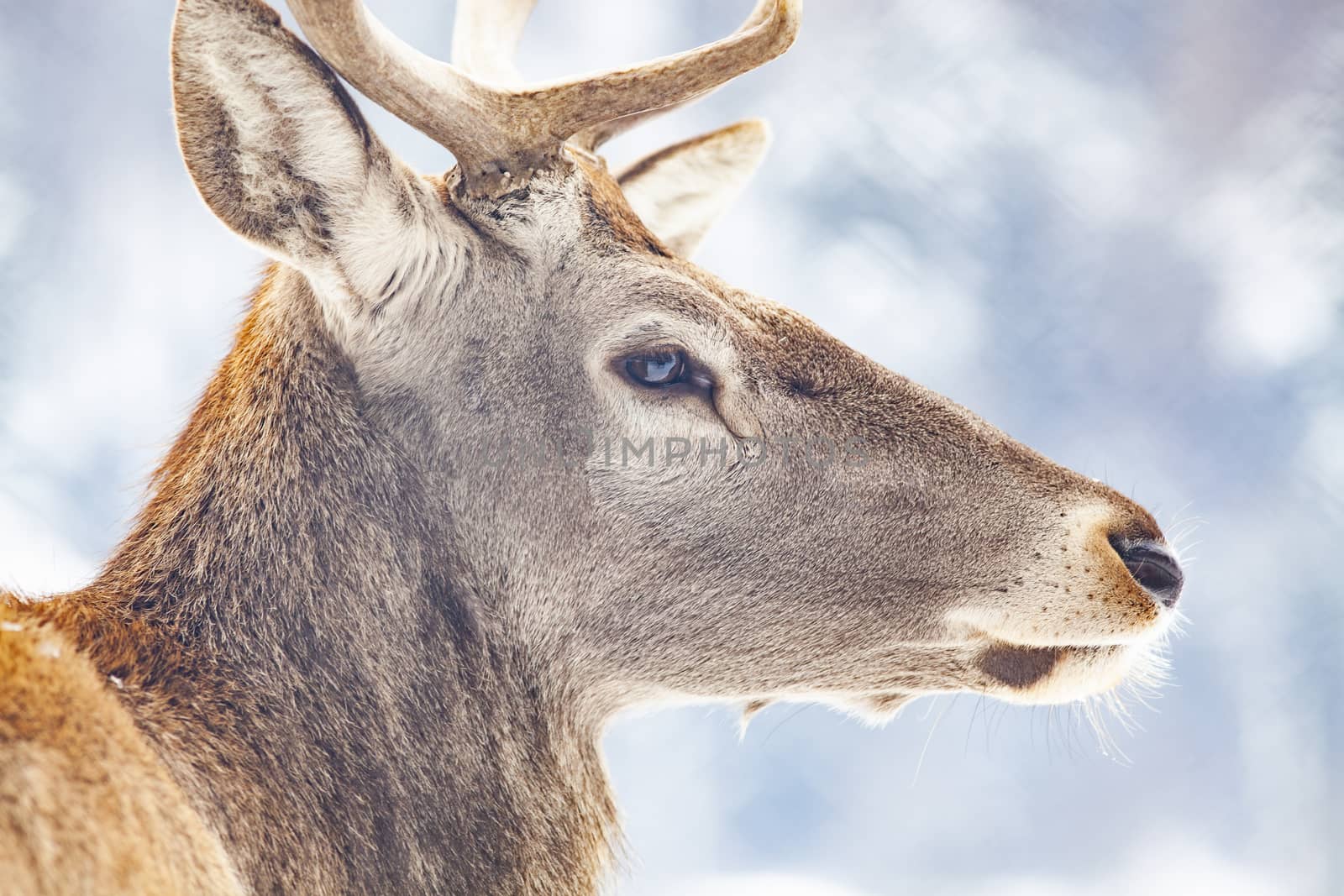 noble deer male in winter snow 