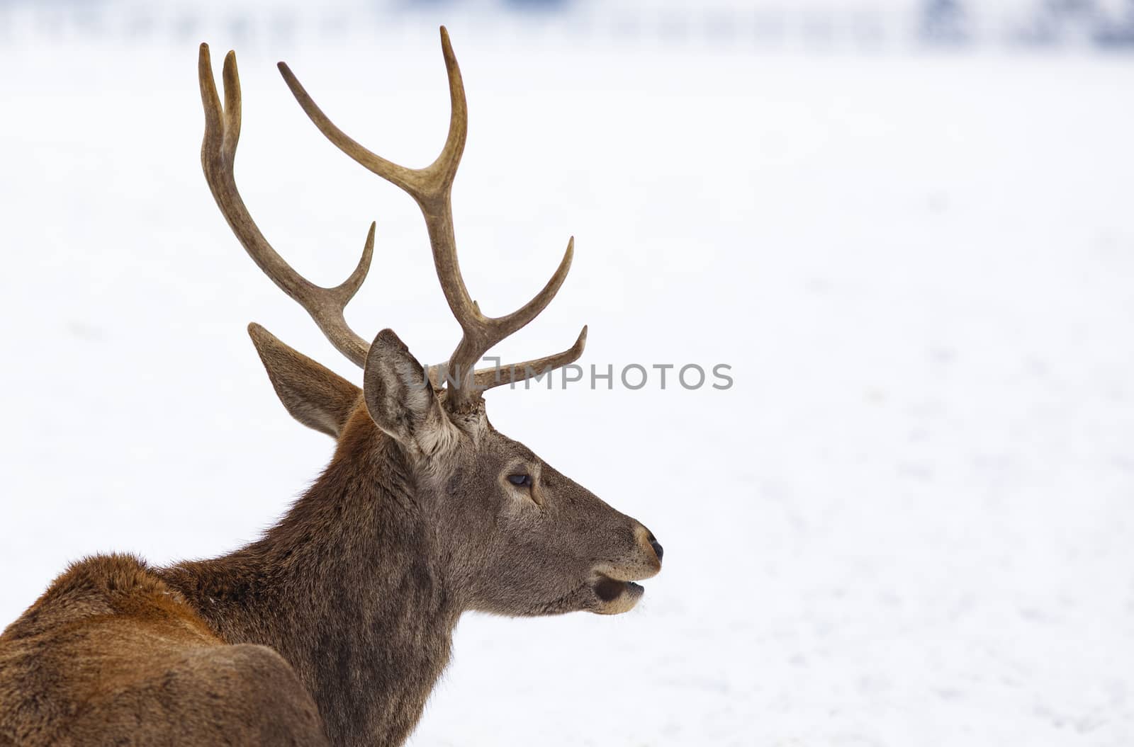 noble deer male in winter snow 