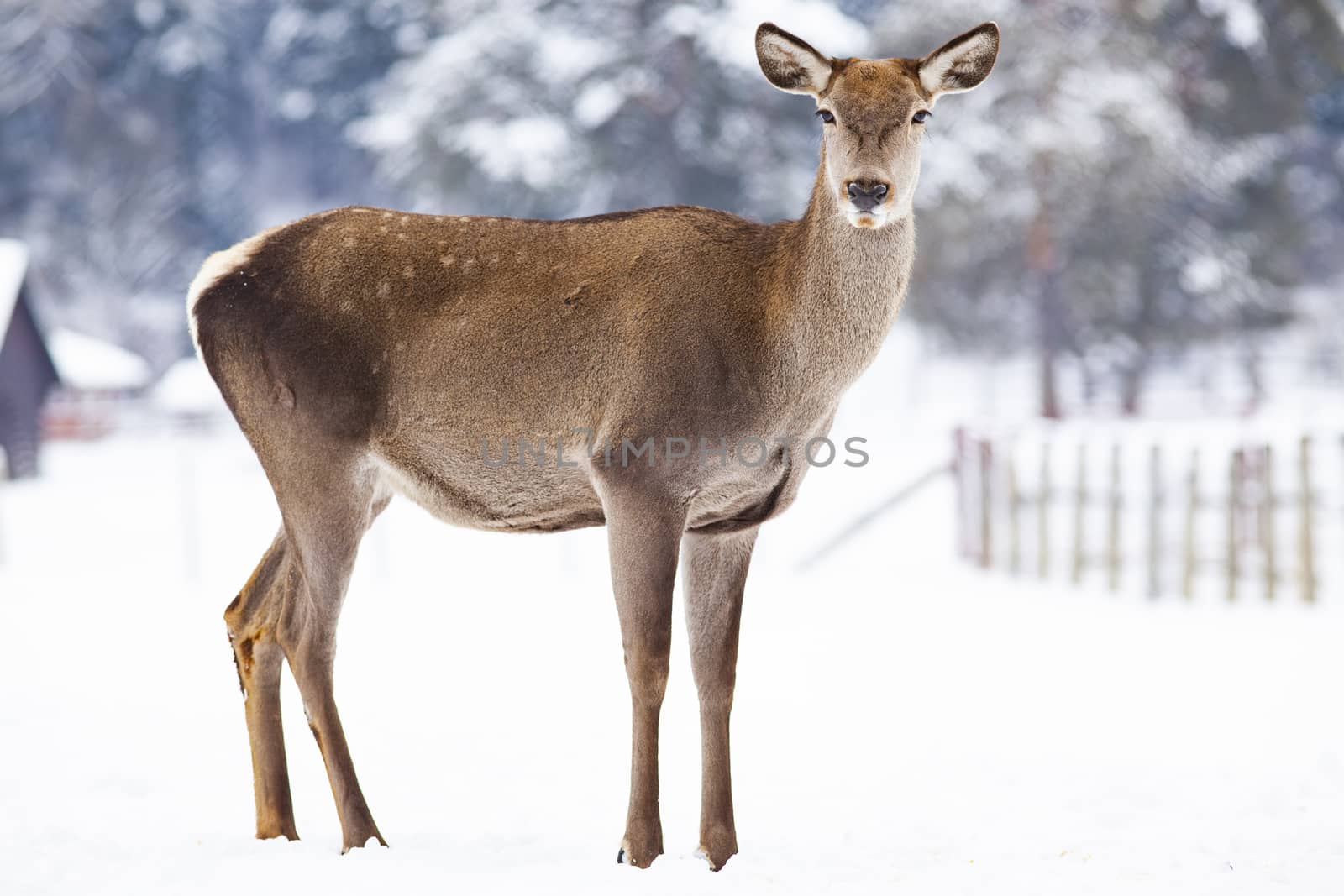 roe deer in winter snow  by melis